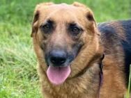 DUKE, freundlich lieb und ruhig - Gefrees