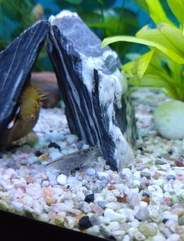 Aquarium aufgabe - Spiesen-Elversberg