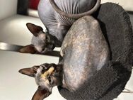 Sphynx - Warmsen