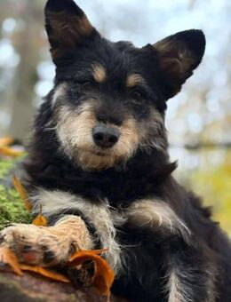 liebevolle Cara sucht ihre Familie - Neuberg