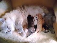 Britisch Langhaar, 5 Kitten vom 5./6.Mai, BLH-EKH, ( Kätzchen, Katzenbabys, Katzenkinder, BKH,... - Saarwellingen