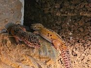 Leopardgeckos - Leipzig Nordwest