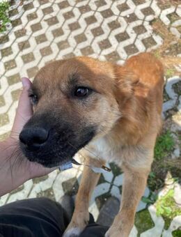 🐶 aaaaand here comes the Champ 🐶 - Eislingen (Fils)