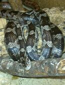 Kornnatter pantherophis guttatis silverqueen weiblich in 76744