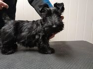 Scottish Terrier Welpen zu verkaufen - Jänschwalde