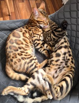 Reinrassige Bengal kitten abzugeben aus liebevoller Zucht - Leer (Ostfriesland)