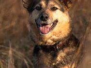 Besondere Senta sucht passendes Zuhause - Duisburg
