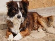 Wusel sucht seine zweite Chance! - München