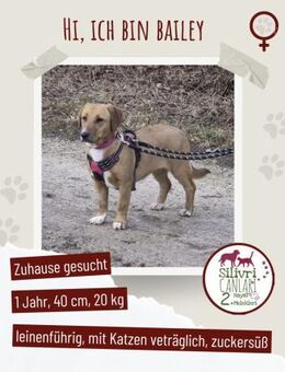 Süße Bailey sucht ein Zuhause - Nürtingen