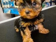 Yorkshire Terrier Welpen mini baby verkaufen