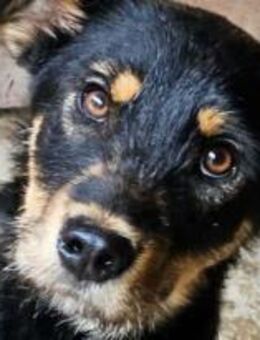 Caspar ist ein kleiner Held 🐾 - Elsdorf (Nordrhein-Westfalen)