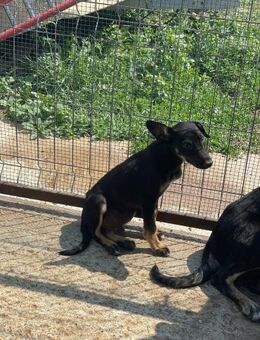 Süßer Rüde FILOU sucht liebe Familie - Neuberg