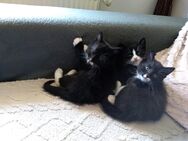 Katzen Babys suchen ein neues zu Hause - Remscheid