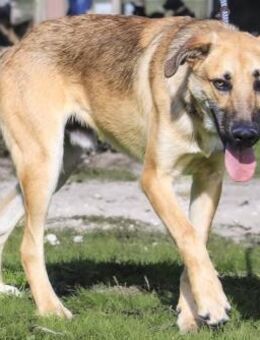 Junghund Bruno ~ hat mehr verdient ! - Schallodenbach