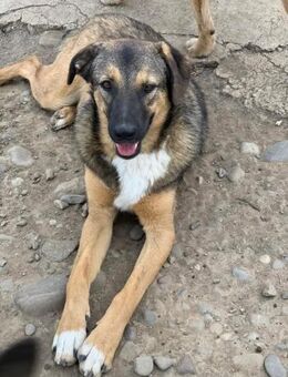 PS gesucht für Cooper - Celle