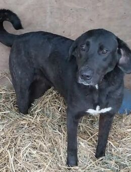 Gina 60 cm - Alpenrod