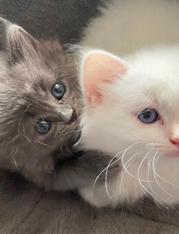 2 Kitten suchen Ihre Familie - Timmendorfer Strand