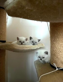 BKH Kitten Bluepoint suchen neues schönes Zuhause - Sulgen