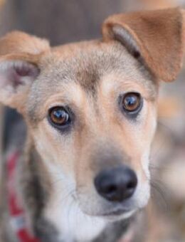 Jogobella - charmant & entzückend - Lohmar