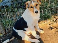 Timmy: Süßes Hundekind sucht Zuhause - Leonberg (Baden-Württemberg)