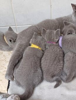 Aus Hobbyzucht wunderschöne BKH-Kitten, mit Stammbaum - Apenburg-Winterfeld