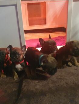 Farnzösische Bulldogge Welpen - Remscheid