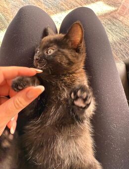 Süßes Kitten sucht neues Zuhause - Geislingen (Steige)