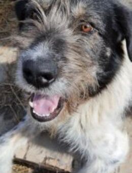 Sascha 62 cm - Alpenrod