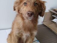 🐶Fröhlicher Welpe Tanner✨ - Eislingen (Fils)