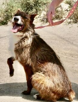 Nadia, aktiv, freundlich, sensibel - Westerholt