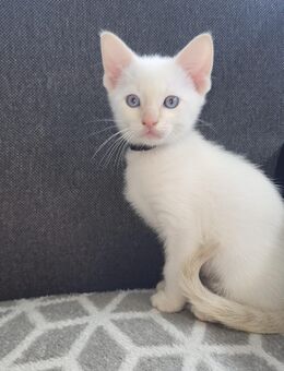 Okh kitte noch ein junge zur Abgabe - Dortmund