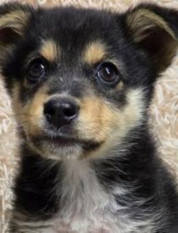 Jenny ein tapferes Welpenmädchen! - Sulzbach-Laufen