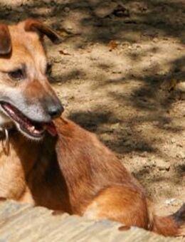 AMON wartet auf sein eigenes Körbchen - Schwabach