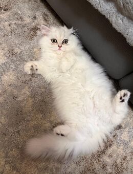 Britisch Langhaar Kitten (Kater & Kätzchen) - Berlin Steglitz-Zehlendorf