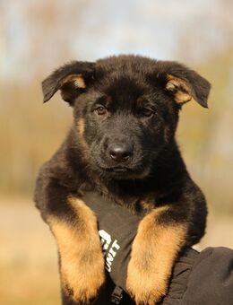 Deutscher schäferhund 100% DDR Linie - Beilrode