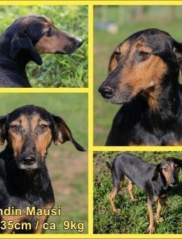 Mausi / Dea Mischling Hündin quirlig - Margetshöchheim