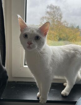 2 wunderschöne Kater suchen ein Zuhause - Bremerhaven