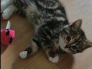 BKH Kitten - Brandis