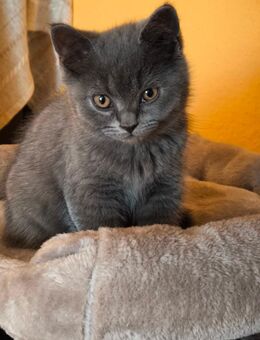 Bkh Kitten - Heddesheim