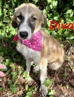 Diva3 verspieltes süßes Mädchen 7/23 GRC - Ruppertsecken