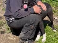 🐶Lieber Buck sucht Familie🖤 - Eislingen (Fils)