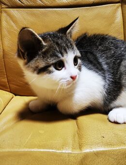 Babykatze - München Pasing-Obermenzing