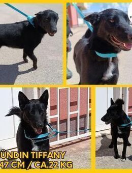 Tiffany aktive Hündin Mischling Junghund - Margetshöchheim
