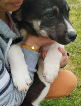 Kiyan - lieber, sanfter Hundejunge - Mettmann
