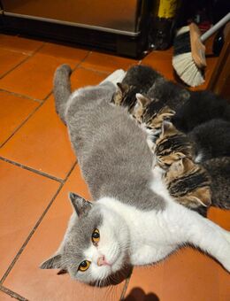 Britischkurzhaar-Mix 🥰 Katzenbabys suchen Lieblingsmensch - Mohlsdorf-Teichwolframsdorf