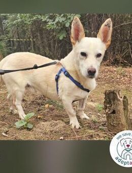 Kai: Kleiner Kämpfer sucht Geborgenheit - Kirchzell