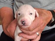 Whippet Welpen von Whippet Liebhabern - Rhede Zentrum