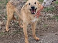 Freundlicher Hundebub DASH sucht ♥️ - München