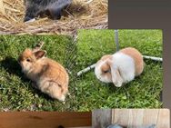 Löwenkopf Miniloop Lohkaninchen zwergwidder - Neuburg (Donau)