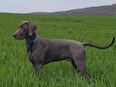 Deckrüde Weimaraner in 31855